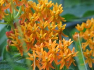 mystic beads 300x225