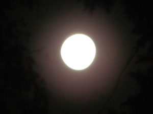 67737596 2254707764650902 5996905235874840576 o 300x225