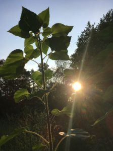 68820603 2840436812667054 4552996931005054976 o 224x300