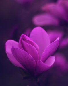 purple petaled flower 237x300