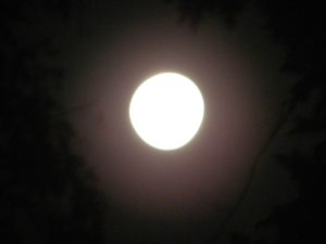 71494505 2359303480857996 9170786183859404800 o 300x225