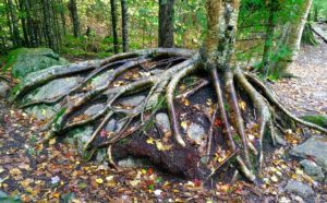 71589165 2477813272304189 2458180315177287680 o 300x186