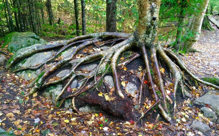 71589165 2477813272304189 2458180315177287680 o 768x477