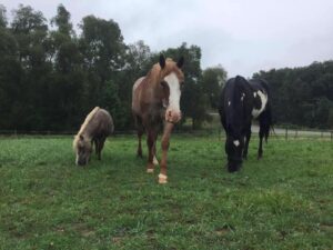 198046070 1963830353773598 2957450671266551733 n 300x225