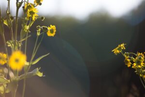 280525719 3123596031231412 2791372895449068545 n 300x200