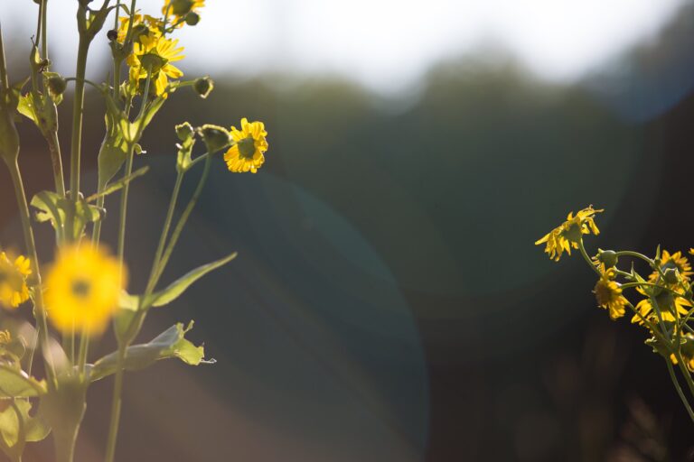 280525719 3123596031231412 2791372895449068545 n 768x512