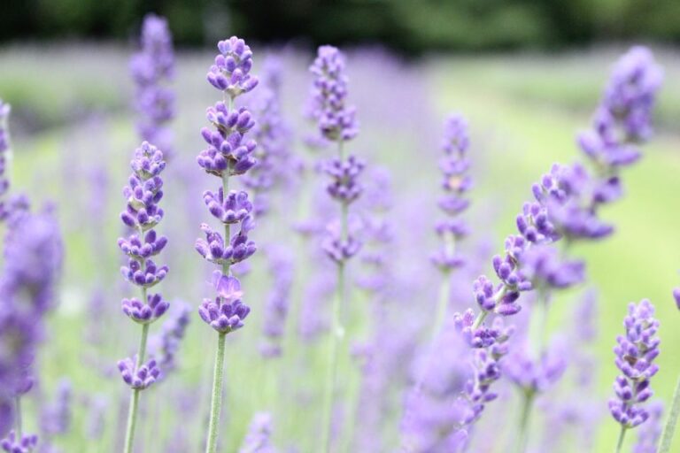 274718157 5154468841232768 3129391986732276918 n 768x512