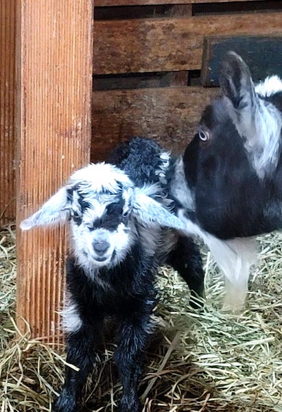 287954451 1125690777991272 1329637542757429331 n 2