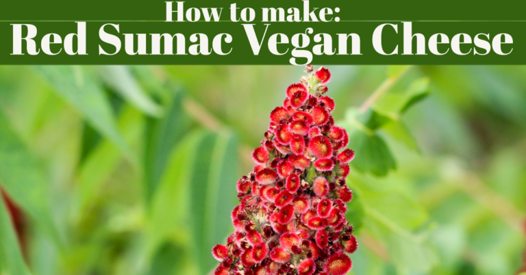 conscious vegan cheese 768x402