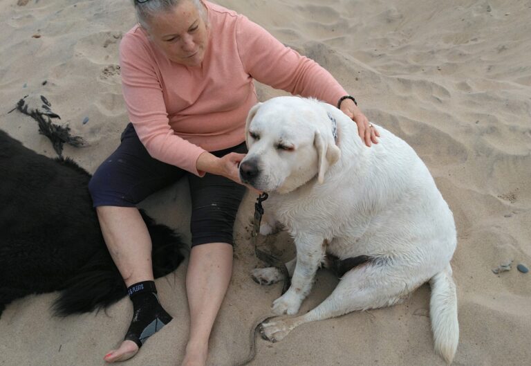 Bear Reiki at the beach 768x529