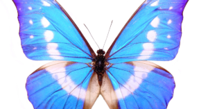 conscious butterfly 300x157