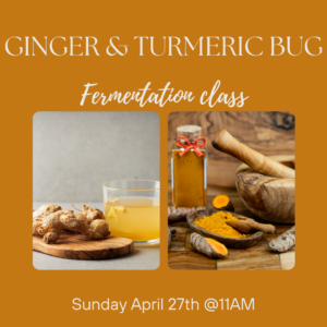 april newsletter ginger bug 1 300x300